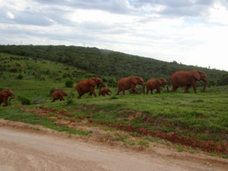 Zuid-Afrika - Prachtige olifanten familie