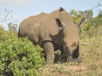 KwaZulu-Natal - Huhluwe national parc