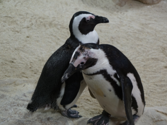 Zuid-Afrika - Boulders