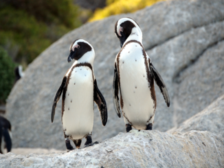 Rondreis Zuid-Afrika in drie weken - Joe, hoe, wij zijn hier!