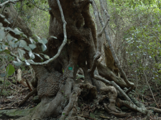 Rondreis Zuid-Afrika in drie weken - Natuur