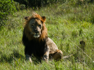 Rondreis Zuid-Afrika in drie weken - Lion King