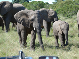 Rondreis Zuid-Afrika in drie weken - Kudde olifanten liepen vlak langs de auto
