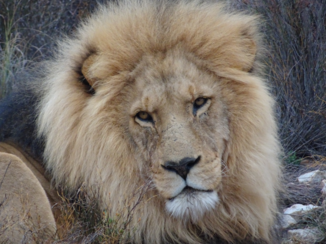 Zuid-Afrika - Goedemorgen!