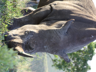 Zuid-Afrika - neusje-neusje