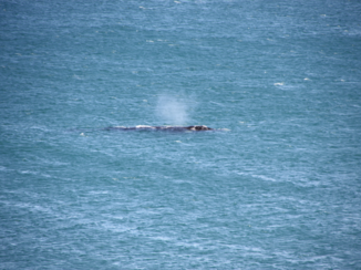 Zuid-Afrika - whales close by