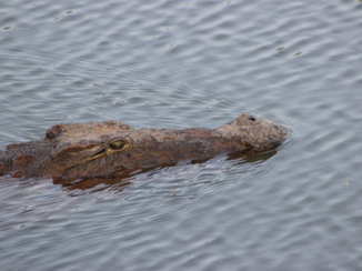 Zuid-Afrika - mlilwane