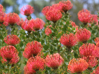Zuid-Afrika - springflowers