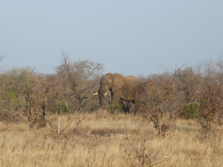 Rondreis Zuid-Afrika in drie weken