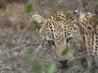 Krugerpark - Een unieke ervaring!