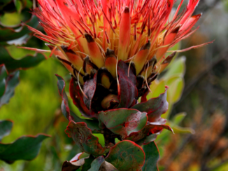 Zuid-Afrika - Protea (Suikerbossie) op de Swartberg Pass.