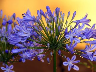 Zuid-Afrika - Afrikaanse Lelie bij Oudtshoorn