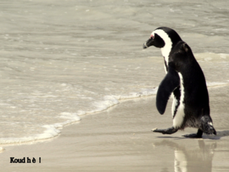 Zuid-Afrika - Boulders Beach bij Kaap de Goede Hoop.