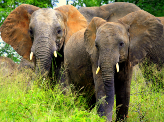 Zuid-Afrika - Olifanten in het Krugerpark.