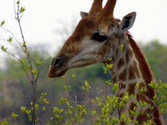 Zuid-Afrika - Giraffe in het Krugerpark