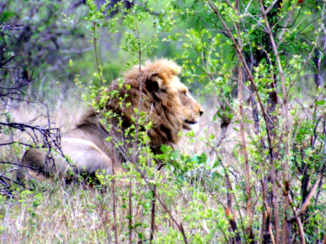 Zuid-Afrika - Leeuw in het Krugerpark.