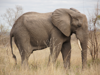 Krugerpark - Olifant