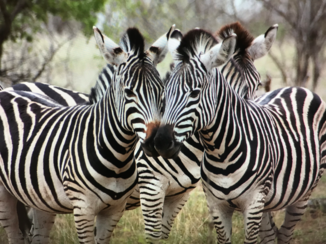 Krugerpark - Zebra’s