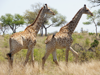Krugerpark - Giraffen