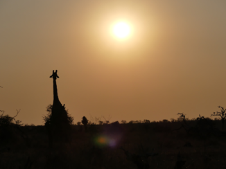 Zuid-Afrika - Giraffe