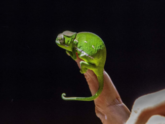 Zuid-Afrika - Allez hop...