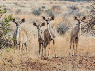 Zuid-Afrika - Wat zit daar nou in die jeep?