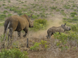 Zuid-Afrika - Mam, kijk eens wat ik kan