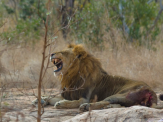 Zuid-Afrika - Auw!!!