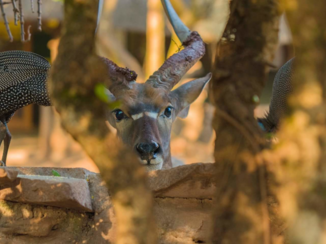Zuid-Afrika - Hier was toch een spiegel?