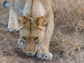 Zuid-Afrika - Ruik ik nou mens?