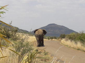 Zuid-Afrika - Great behinds...