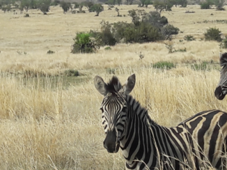 Zuid-Afrika - Peek-a-boo !