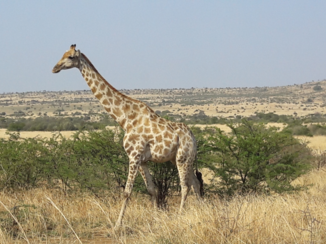 Zuid-Afrika - My favorites.