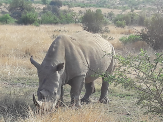 Zuid-Afrika - Giants.