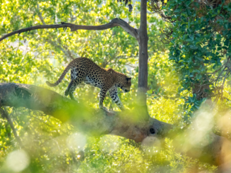 Rondreis Zuid-Afrika in twee weken - Luipaard in het Krugerpark