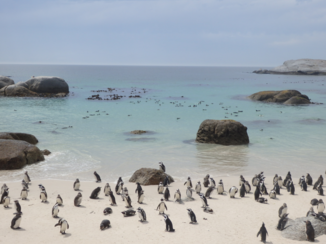 Rondreis van Johannesburg naar Kaapstad