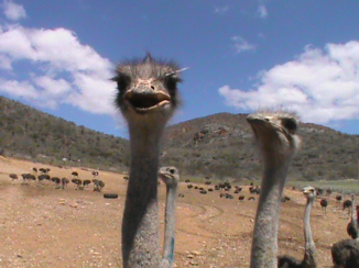 Zuid-Afrika - Mijn kop in het zand? Hoezo?