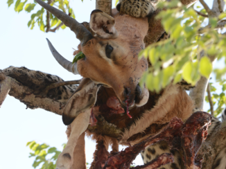 Zuid-Afrika - Luipaard smult van impala