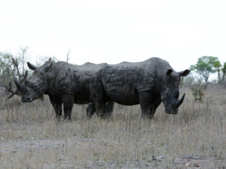 Zuid-Afrika - Witte neushoorns