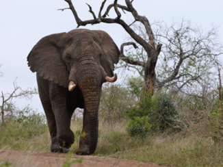 Zuid-Afrika - Wegwezen !