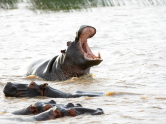 Zuid-Afrika - Nijlpaard gaapt ons aan