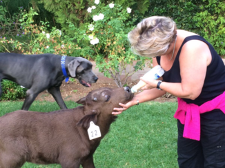 Zuid-Afrika - Kleine buffeltjes voeren op de chandelier in Oudtshoorn