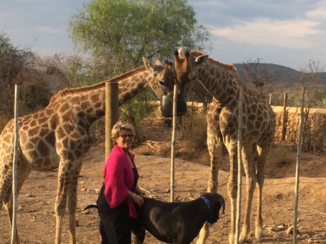 Zuid-Afrika - Ook giraffes kun je voeren op de chandelier