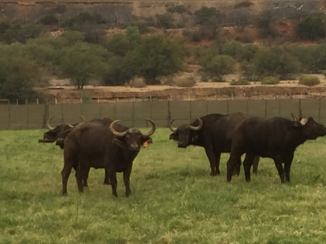 Zuid-Afrika - En buffels kijken