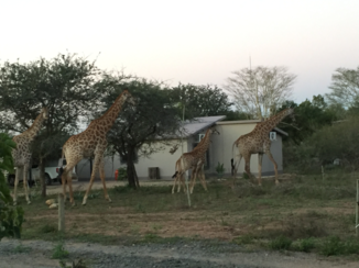 Zuid-Afrika - Inhebt marlotpark lopen de giraffen in de tuin