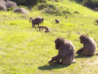 Zuid-Afrika - Bavianen