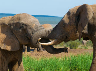 Rondreis van Johannesburg naar Kaapstad - Addo