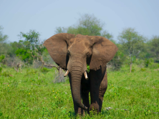 Rondreis van Johannesburg naar Kaapstad - Kruger