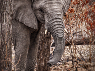 Zuid-Afrika - Krugerpark