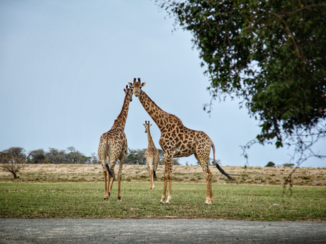 Zuid-Afrika - Voor onze lodge